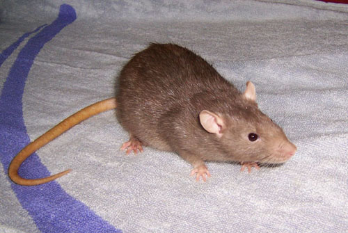 http://www.fancyrat.ru/images/standart/mink_big.jpg