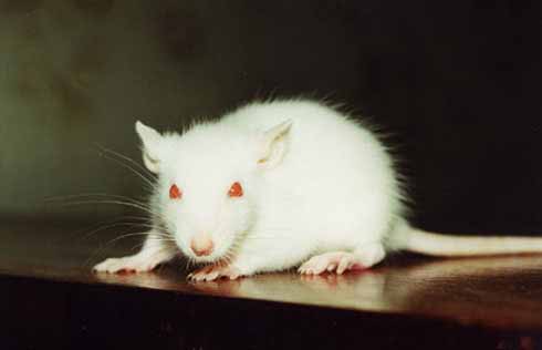 http://www.fancyrat.ru/images/standart/white_big.jpg